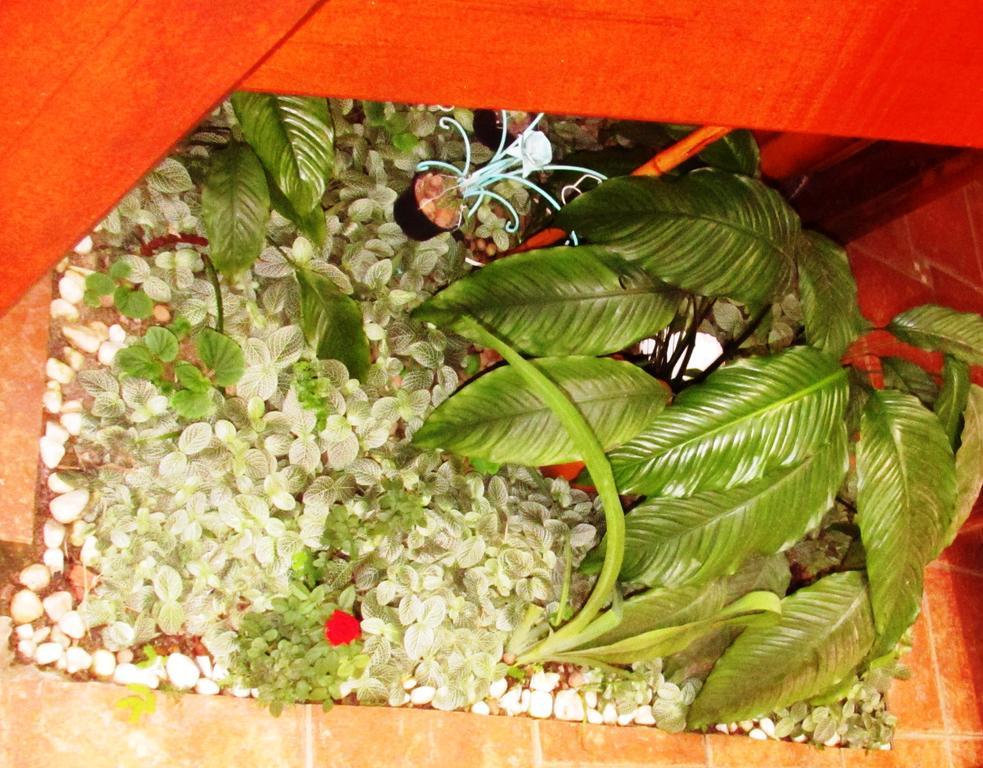 Pousada Flor De Lis Ilha Grande  Exterior photo