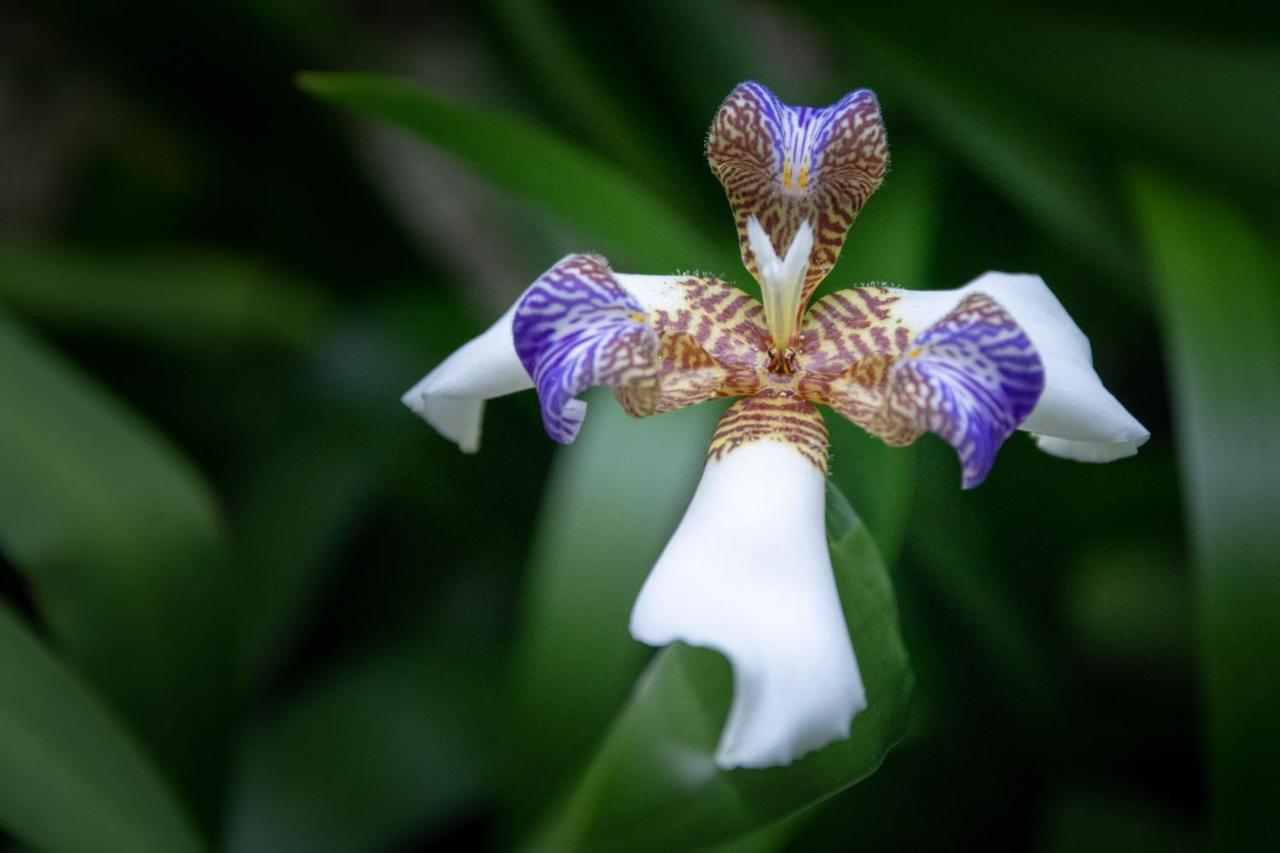Pousada Flor De Lis Ilha Grande  Exterior photo